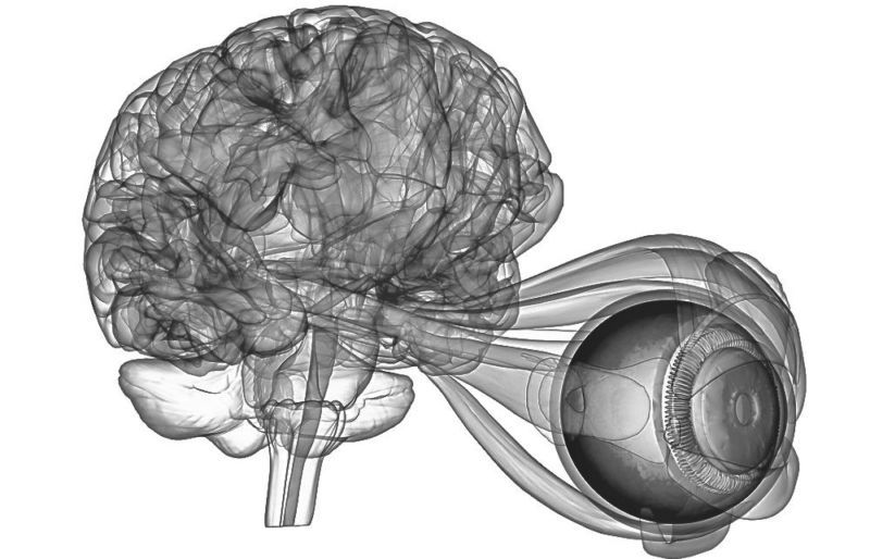 3d illustration of human body brain and eye anatomy